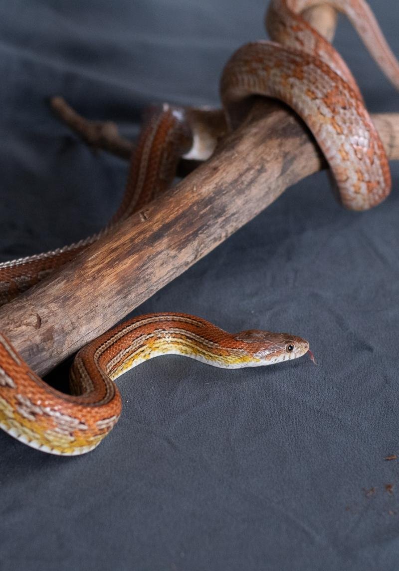 A normal tessera corn snake