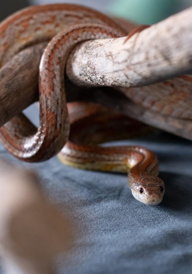 A normal tessera corn snake