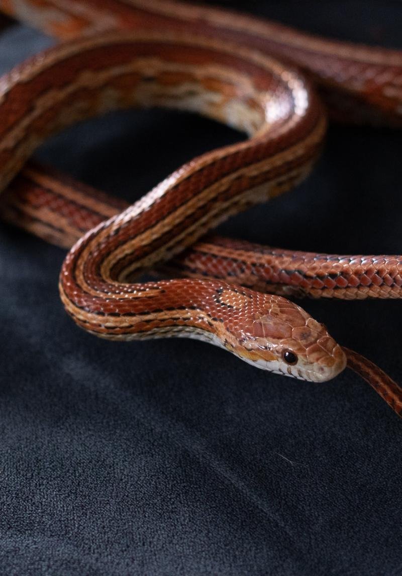 A normal tessera corn snake