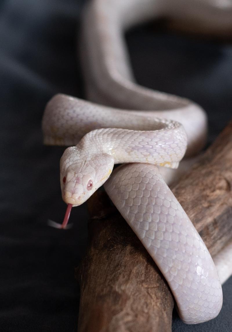 A snow corn snake