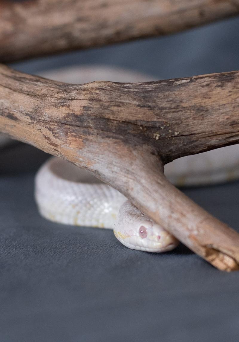 A snow corn snake