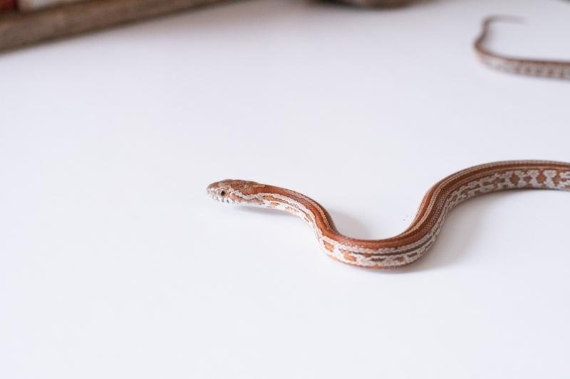 A juvenile normal tessera corn snake.