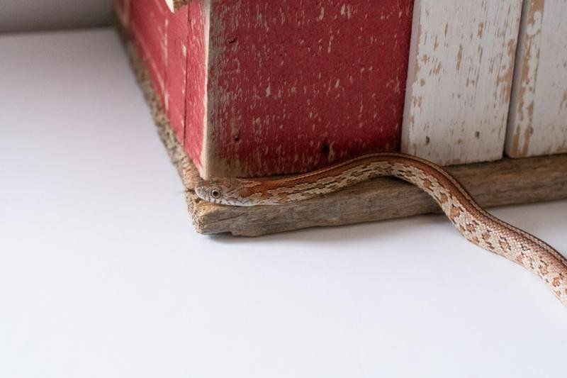 A juvenile normal tessera corn snake.