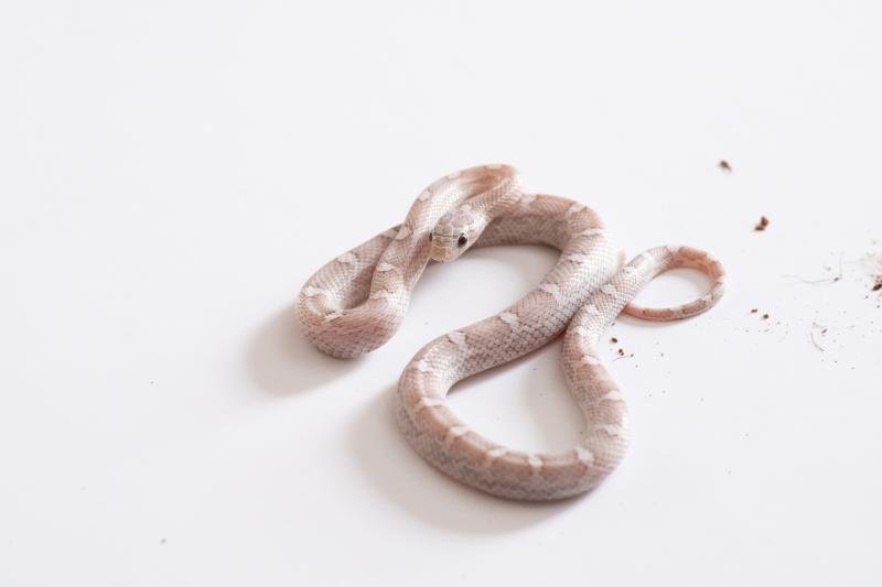 A juvenile cinder lava motley corn snake.