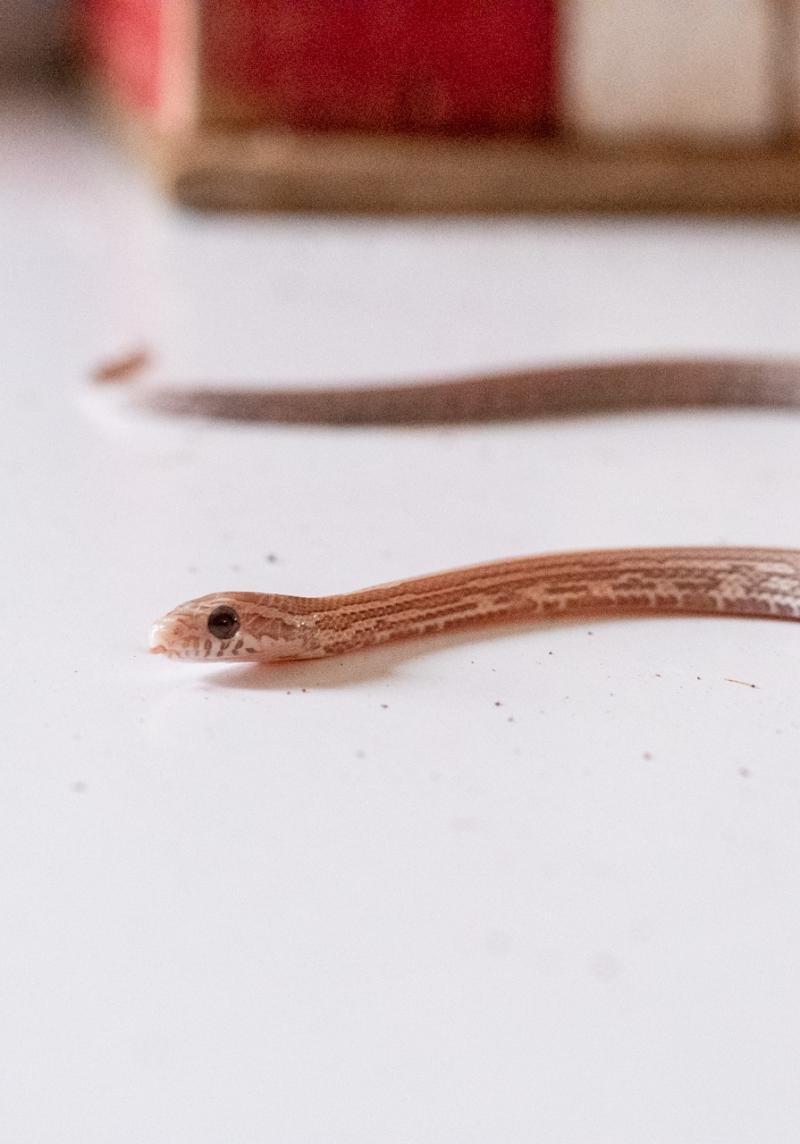 A juvenile lavender tessera corn snake.