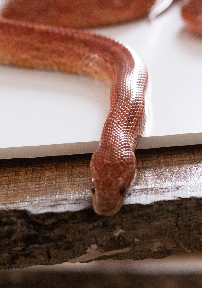 A red factor corn snake.