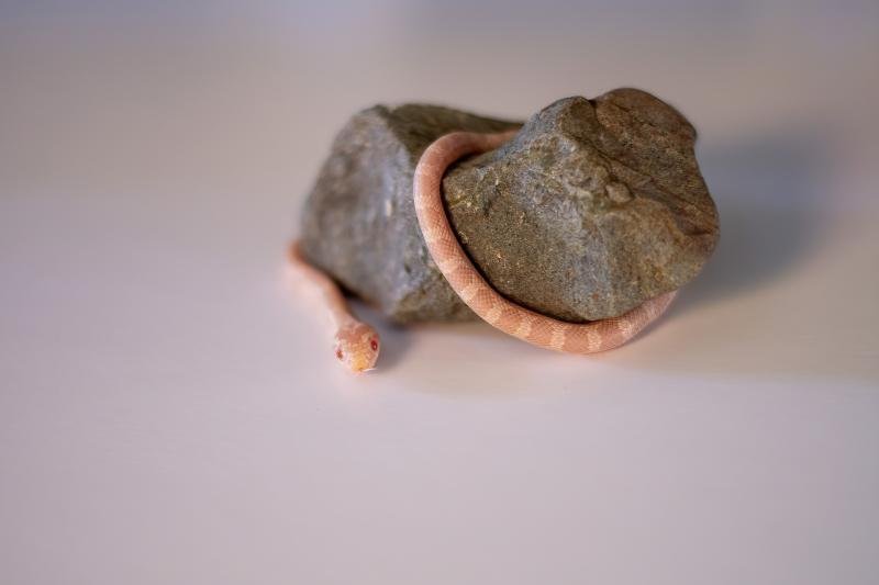A snow corn snake hatchling