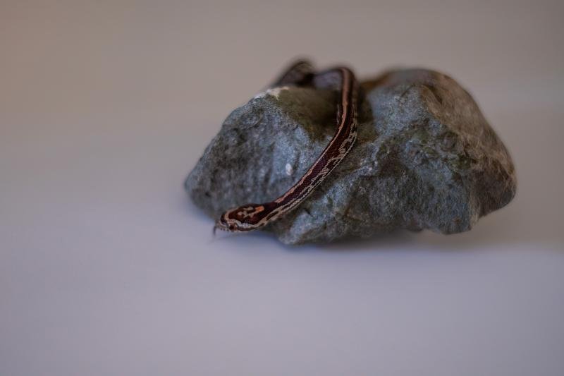 A tessera corn snake hatchling