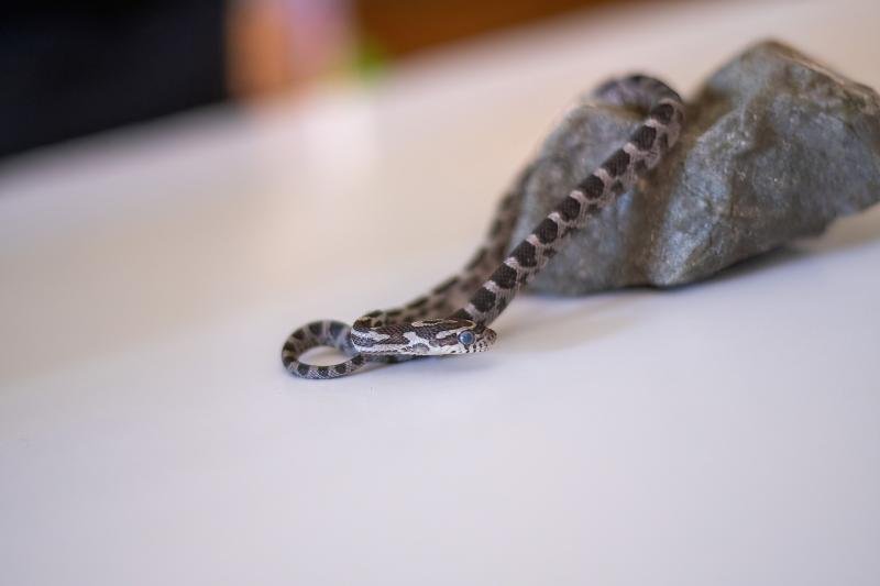 An anerythristic corn snake hatchling