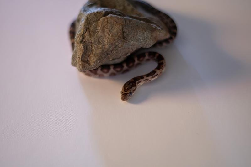A normal corn snake hatchling