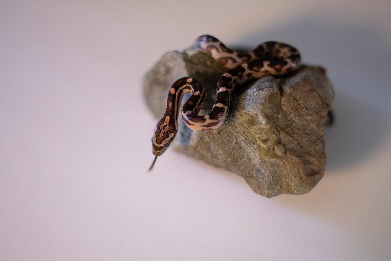 A normal corn snake hatchling