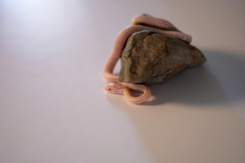 A snow tessera corn snake hatchling