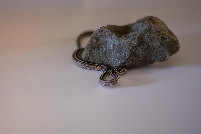 An anerythristic tessera corn snake hatchling