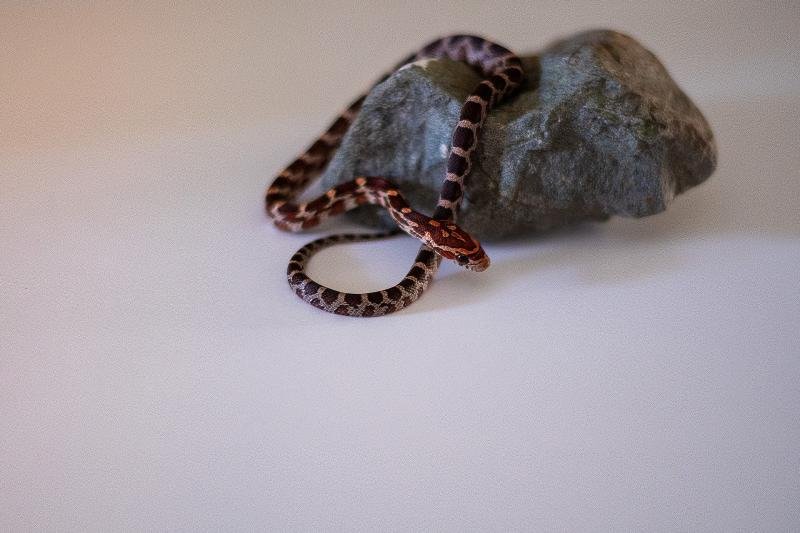 A normal corn snake hatchling