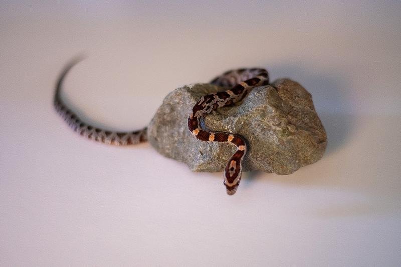 A normal corn snake hatchling