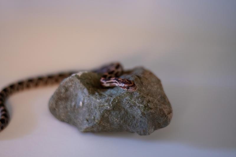 A normal corn snake hatchling