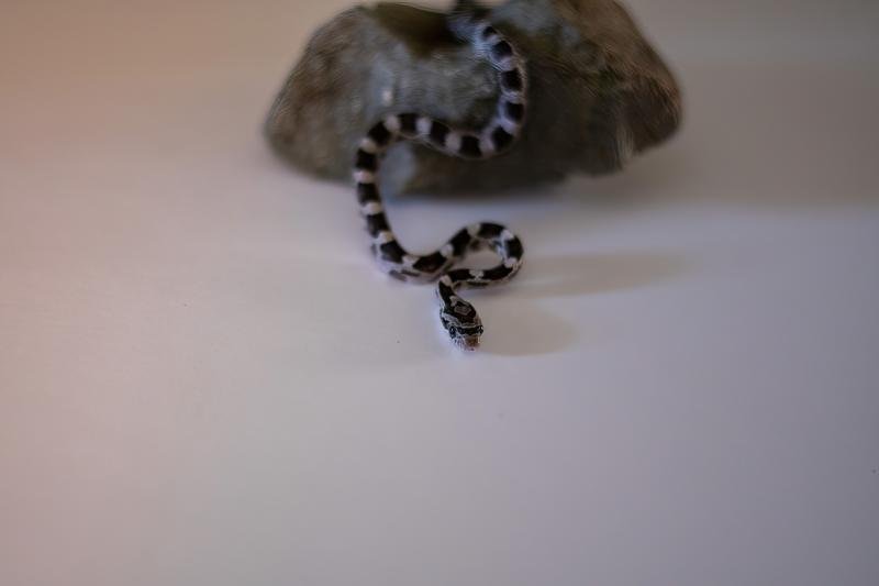 An anerythristic corn snake hatchling