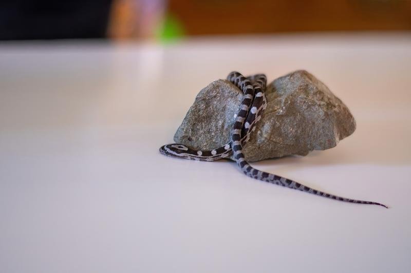 An anerythristic corn snake hatchling