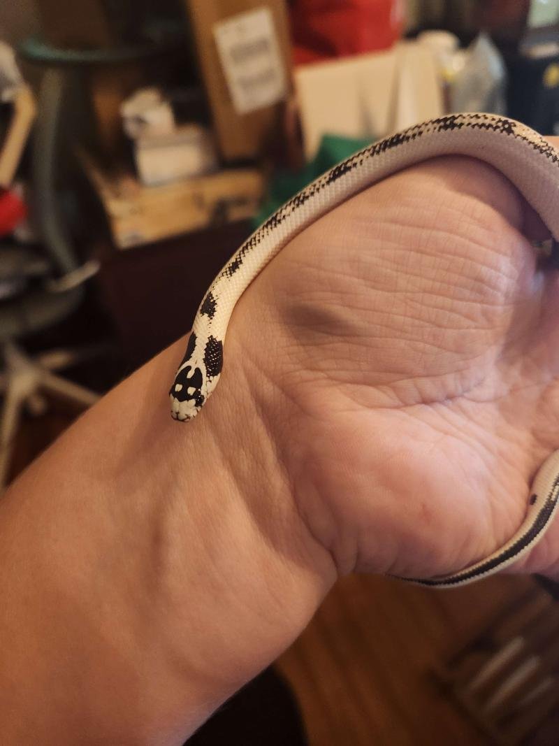 High white california kingsnake