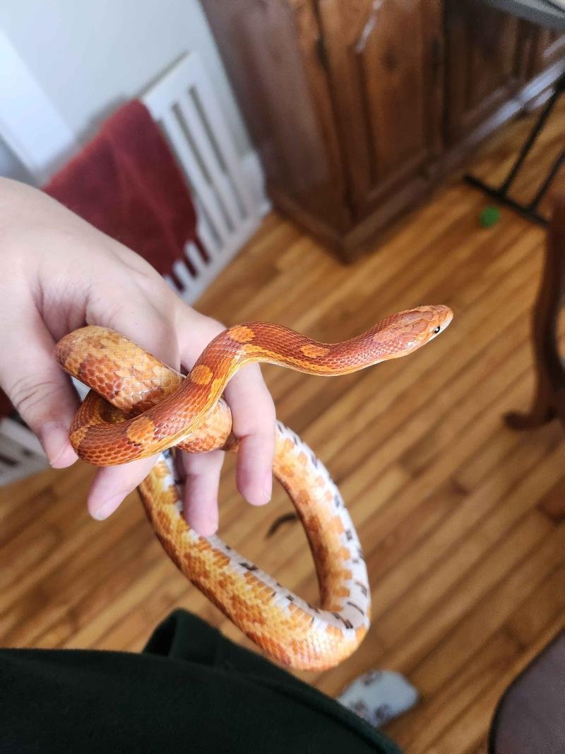 A normal corn snake held in hand