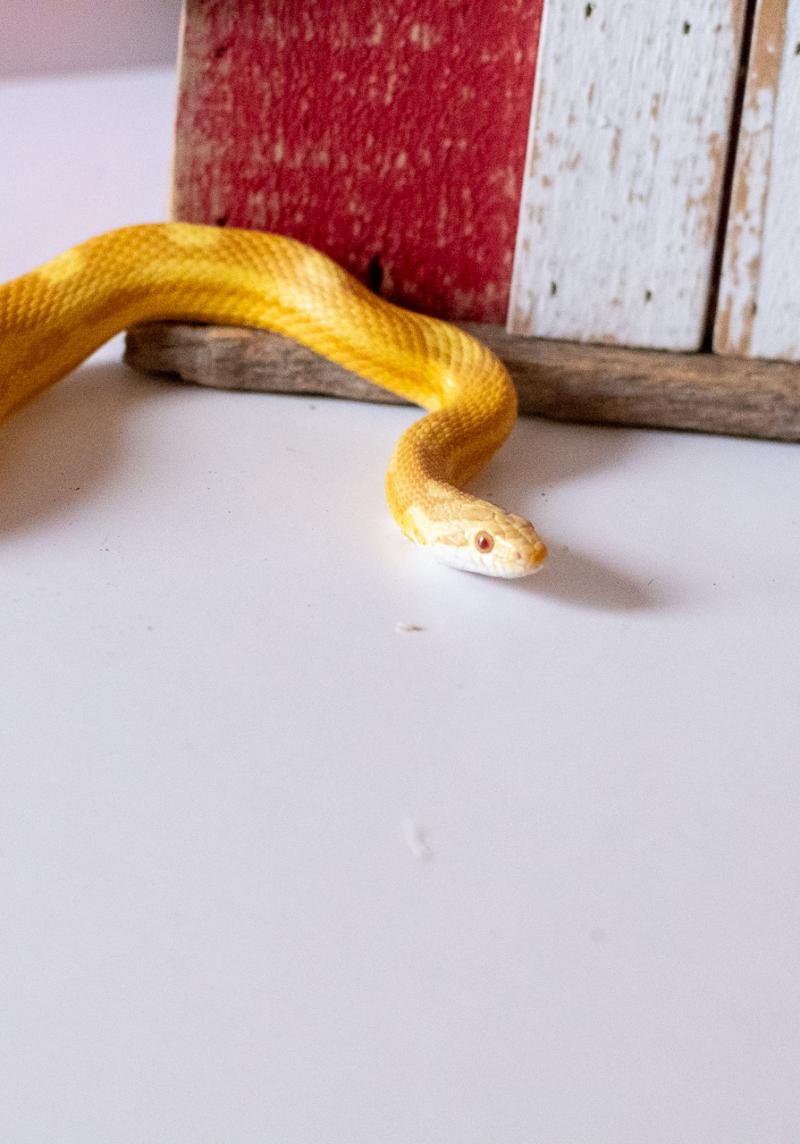 A butter motley corn snake