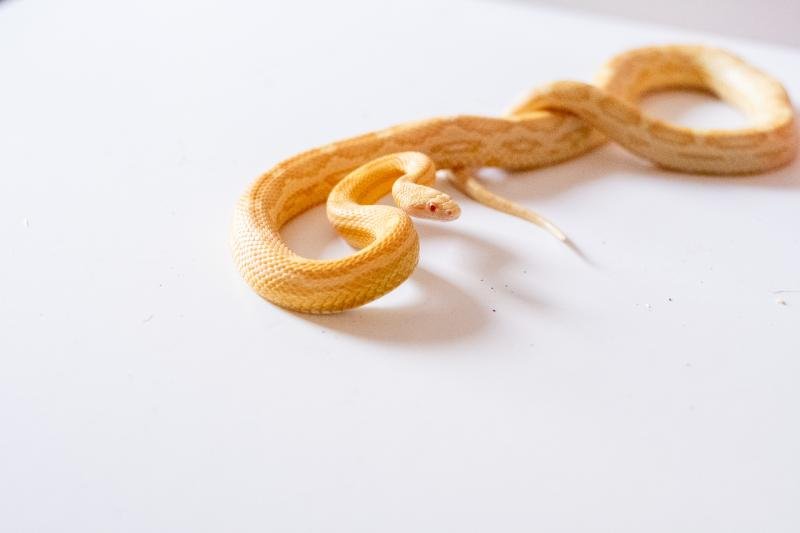 A butter motley corn snake