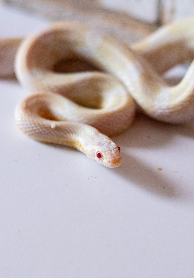 A snow corn snake
