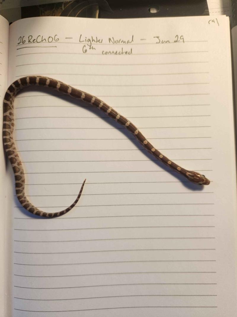 Normal corn snake hatchling