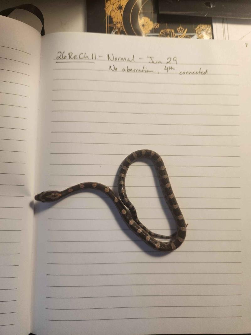 Normal corn snake hatchling