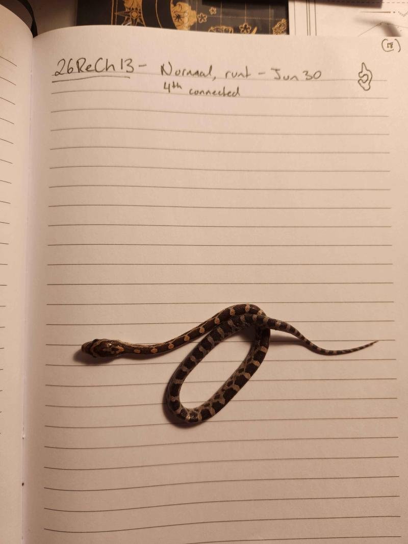 Normal corn snake hatchling