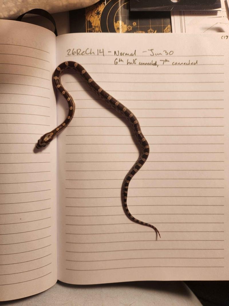 Normal corn snake hatchling