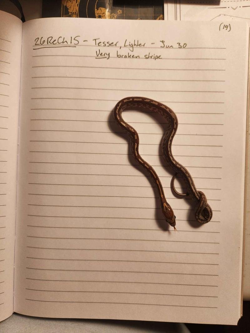 Tessera corn snake hatchling