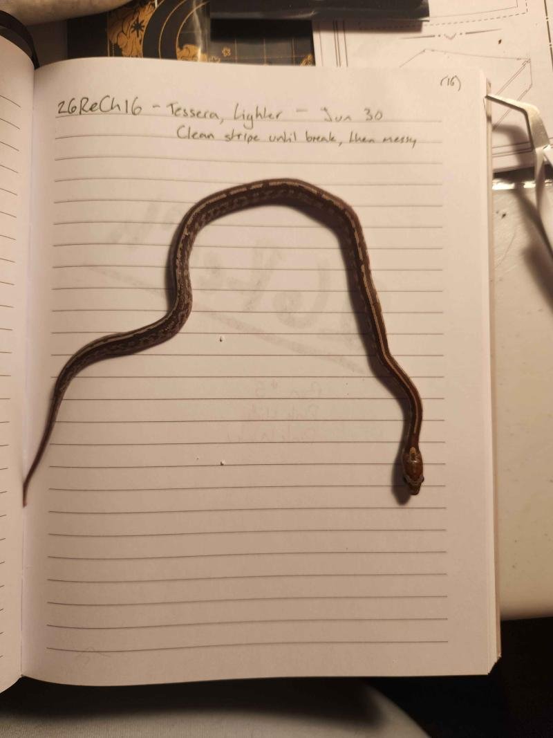 Tessera corn snake hatchling