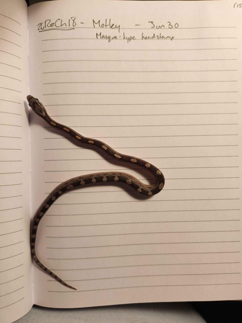Motley corn snake hatchling