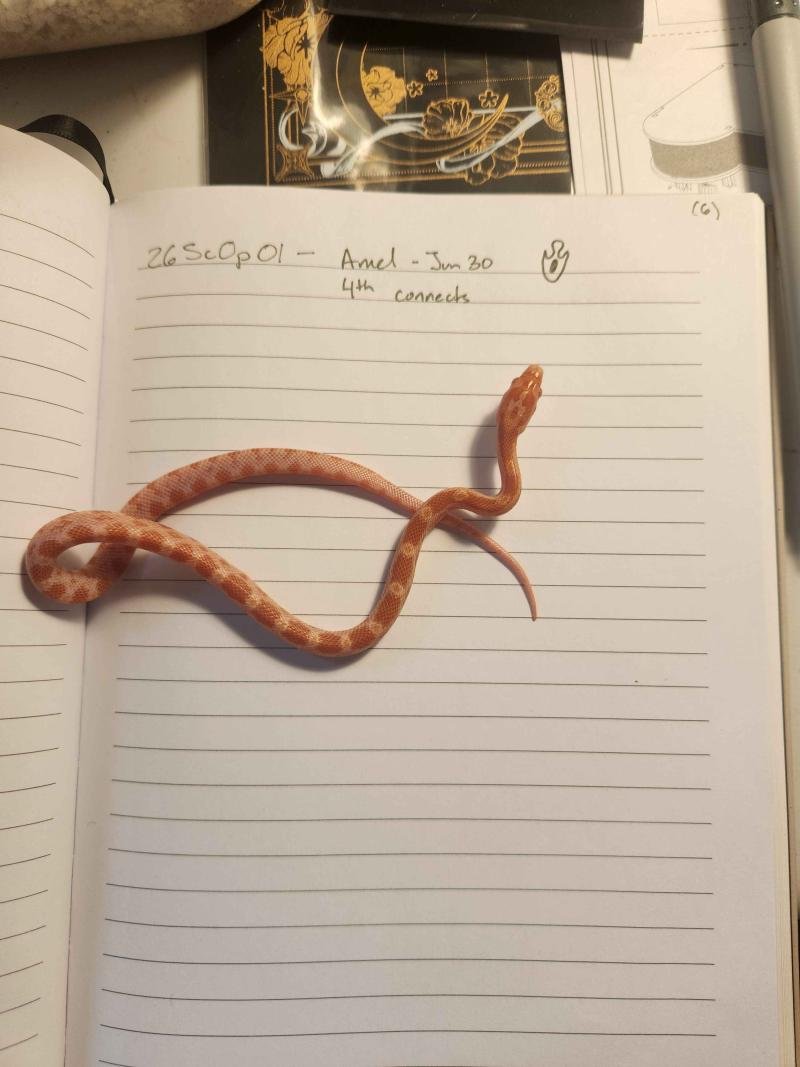 Amelanistic corn snake hatchling