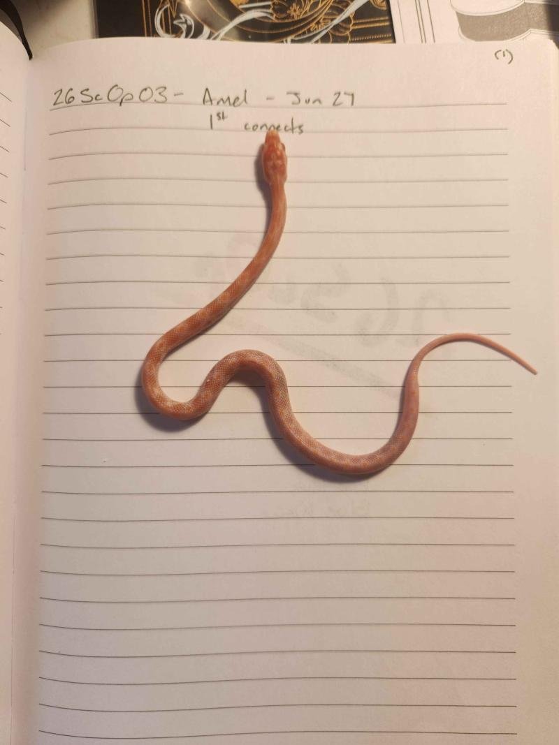 Amelanistic corn snake hatchling