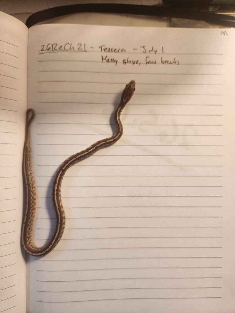 Tessera corn snake hatchling