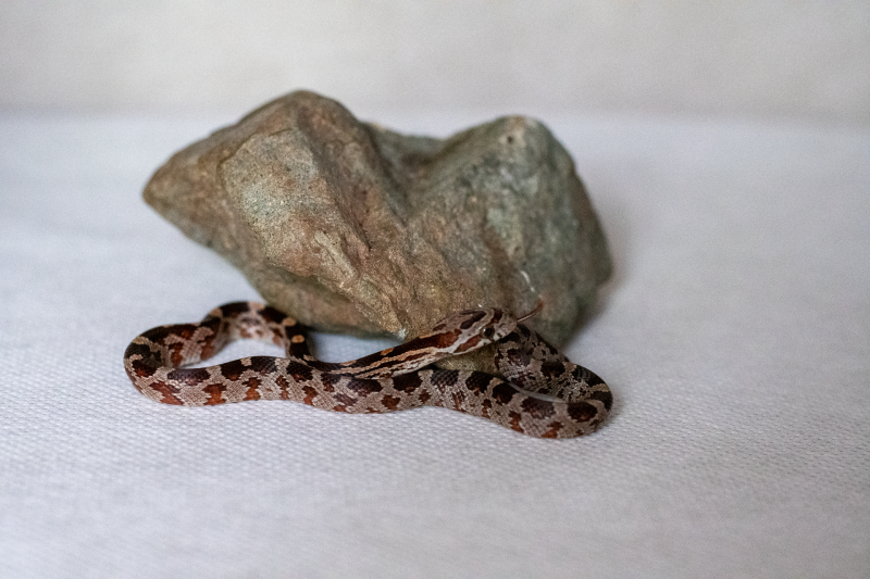 Normal corn snake hatchling