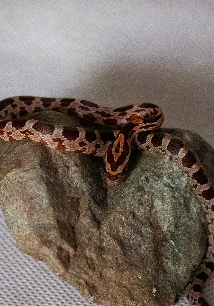 Normal corn snake hatchling