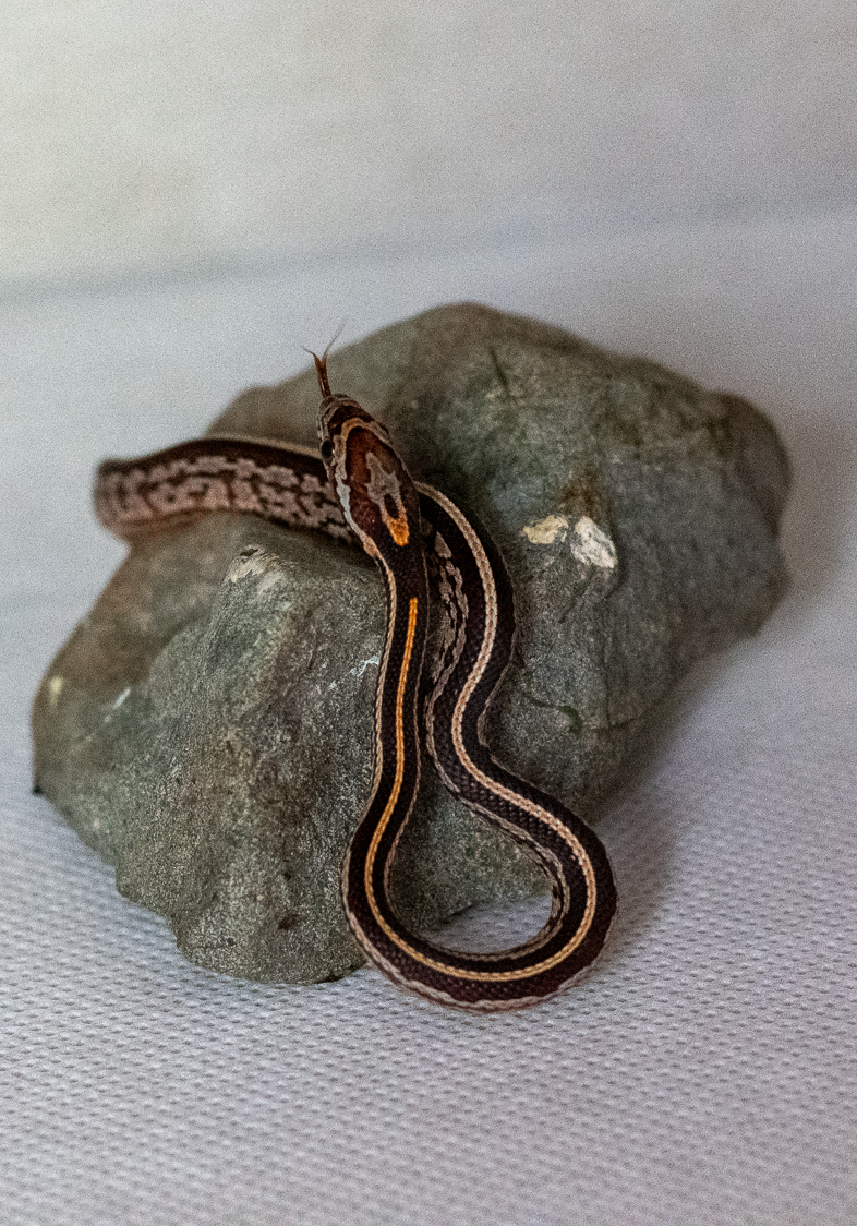 Tessera corn snake hatchling