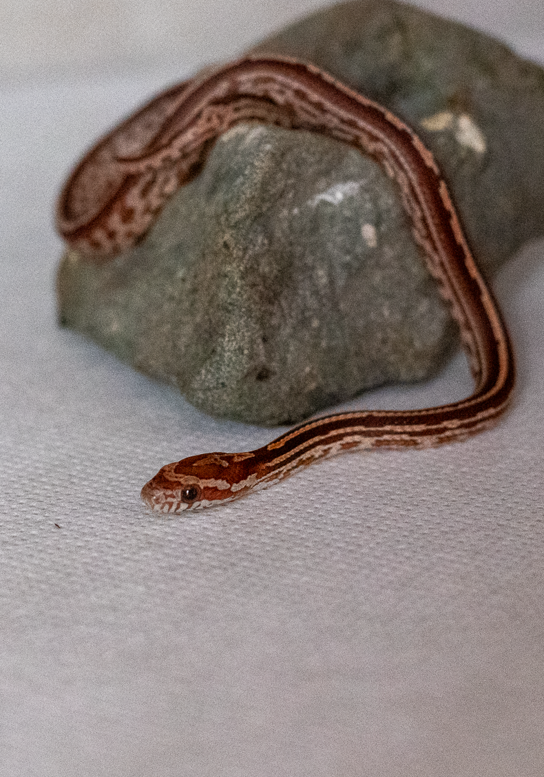 Tessera corn snake hatchling