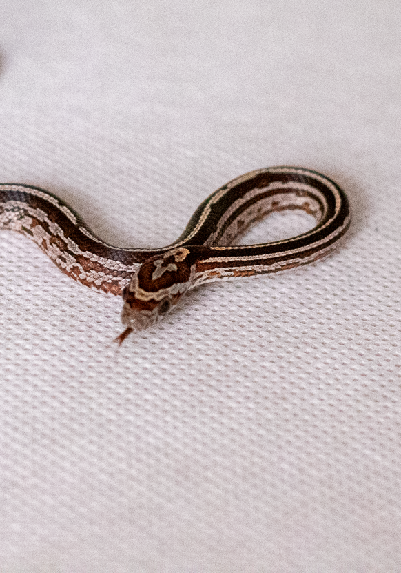 Tessera corn snake hatchling