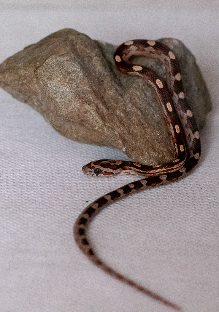 Motley corn snake hatchling