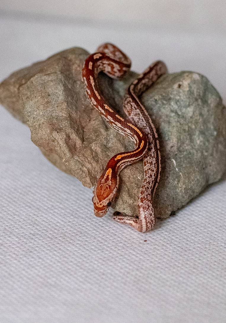 Tessera corn snake hatchling