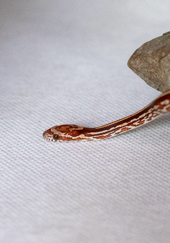 Tessera corn snake hatchling