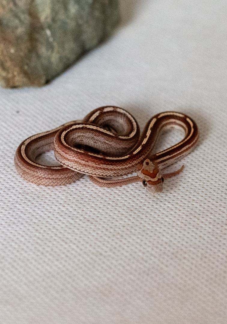 Motley tessera corn snake hatchling