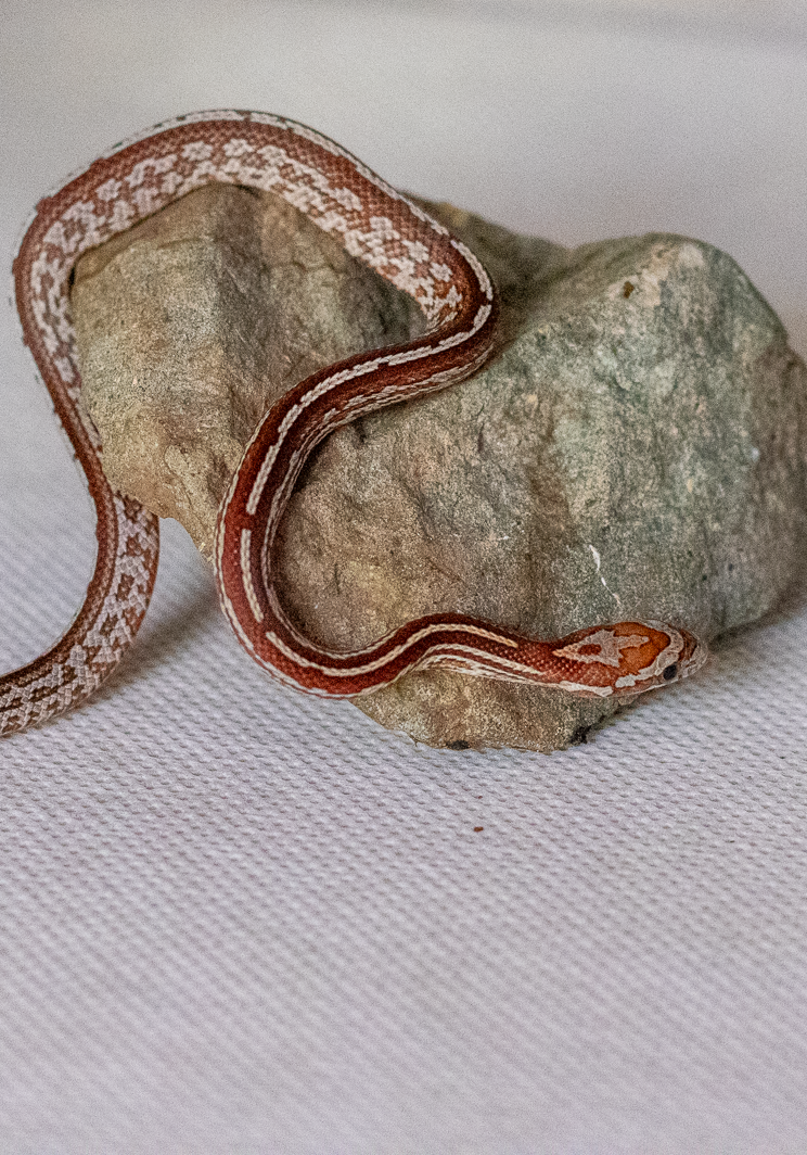Tessera corn snake hatchling