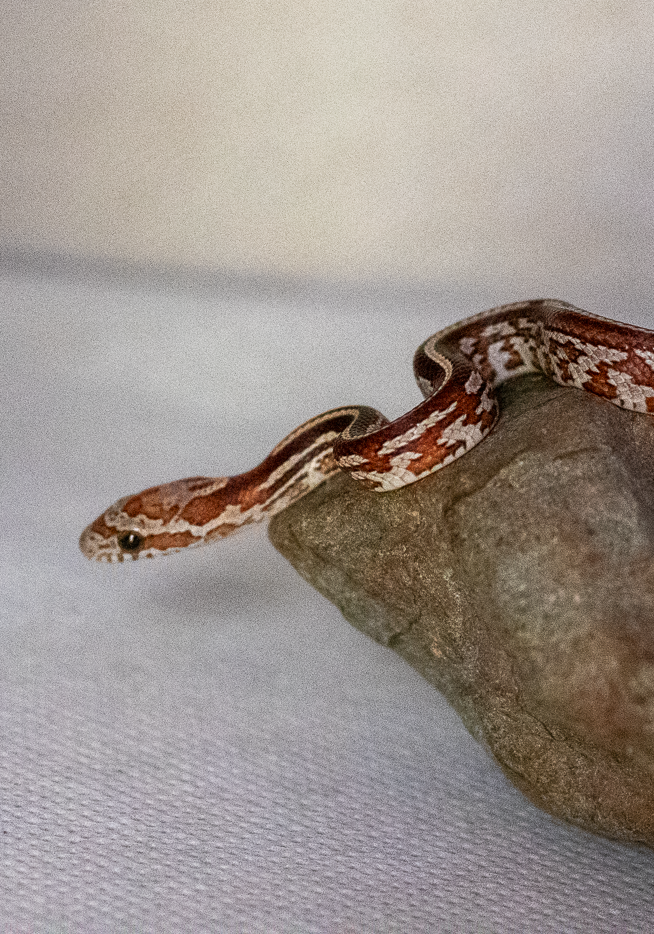 Tessera corn snake hatchling