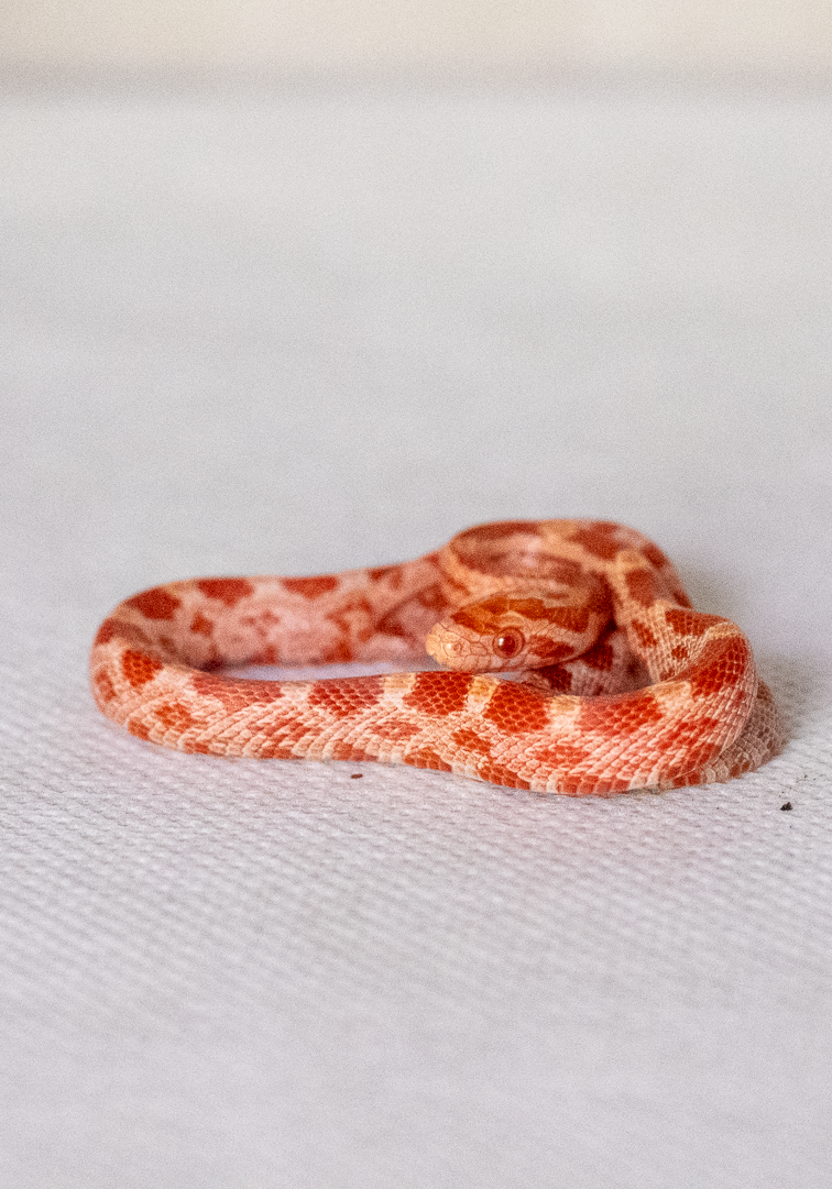 Amelanistic corn snake hatchling