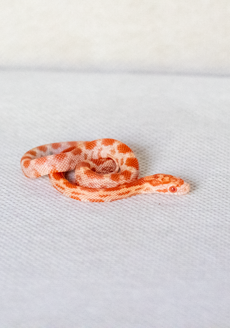 Amelanistic corn snake hatchling